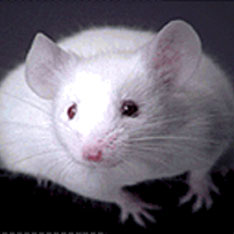 От полной легализации стволовой клеточной терапии обычная белая мышь может заговорить